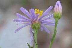Galatella coriacea