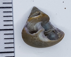 Calliostoma laugieri