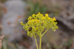 Patrinia intermedia