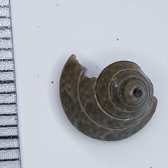 Calliostoma laugieri