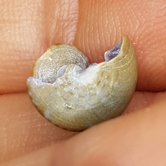 Calliostoma laugieri
