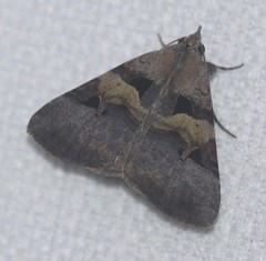Avatha discolor