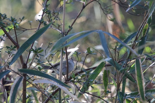 Japanese Bush Warbler (Horornis diphone), photo 6