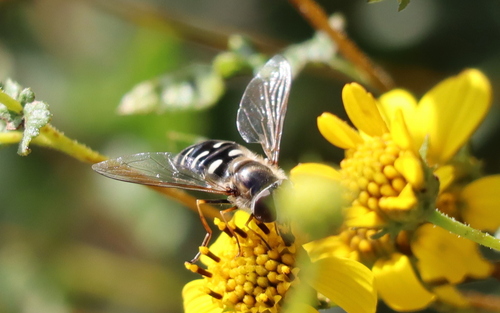 Unknown species found near Point Loma, San Diego, CA, USA