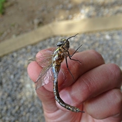 Rhionaeschna diffinis