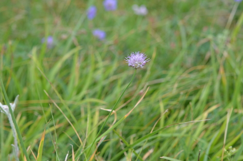 Allium kaschianum