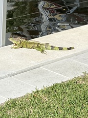 Iguana iguana