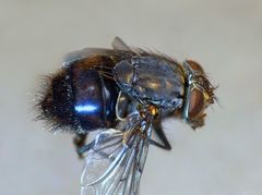 Calliphora quadrimaculata