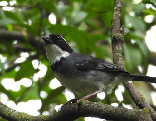 Black-capped Sparrow (Arremon abeillei)