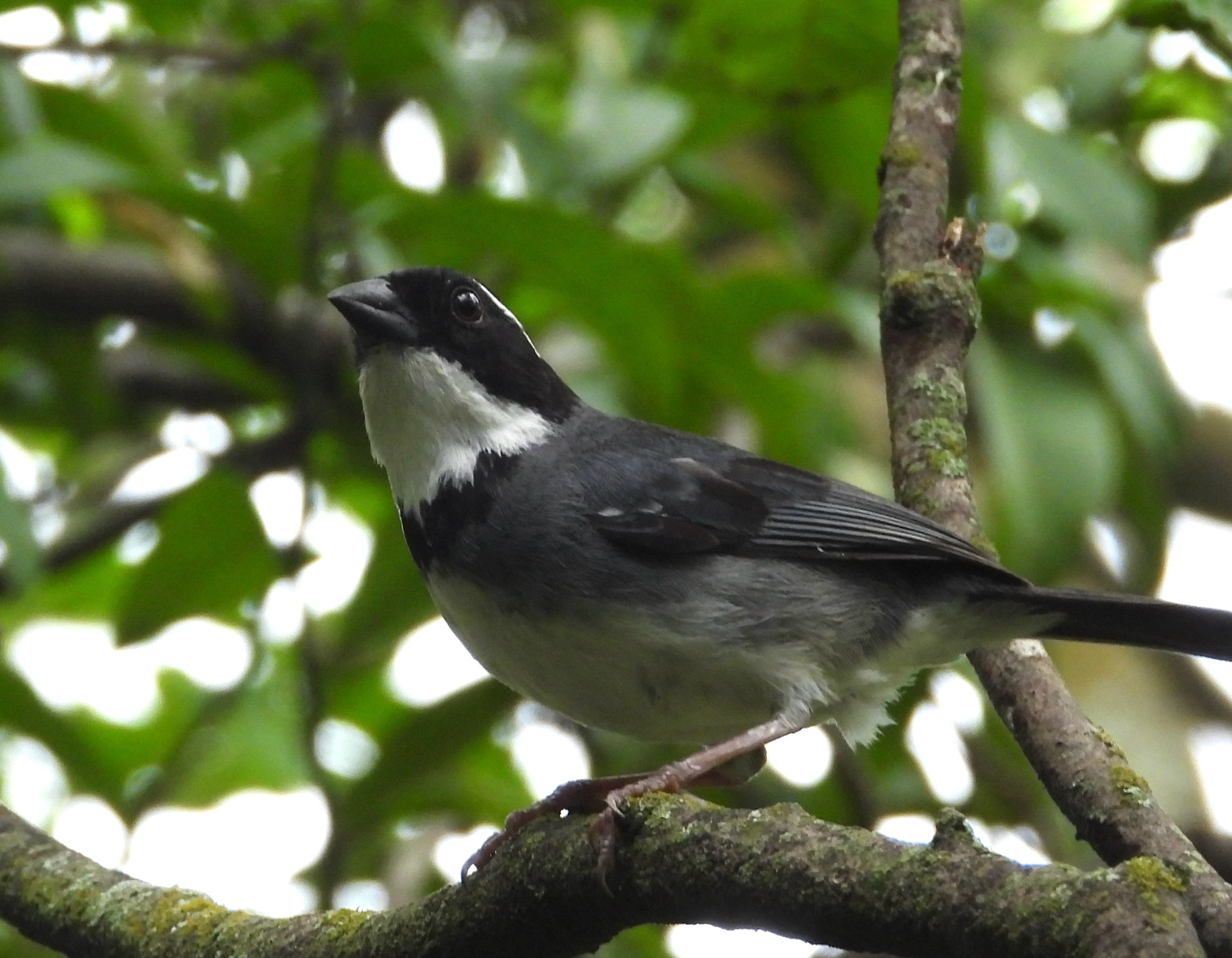 Black-capped Sparrow (Arremon abeillei), photo 1