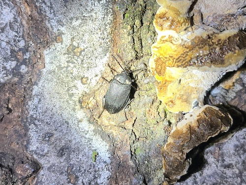 Velvety bark beetle photo 2