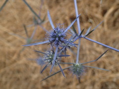 Eryngium caeruleum