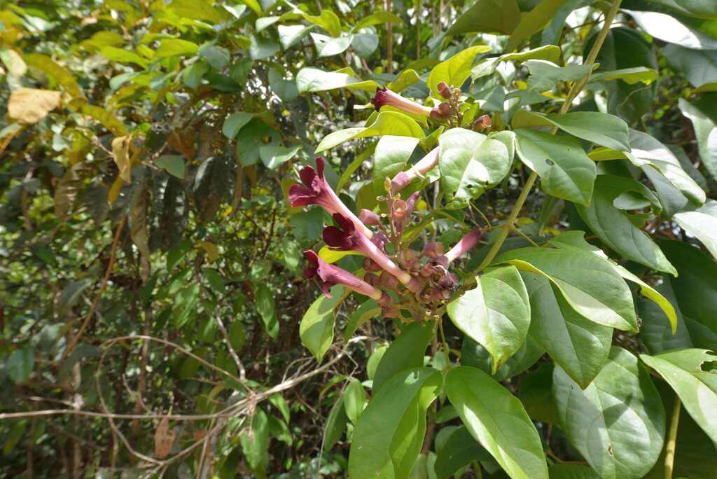 Amphilophium pulverulentum