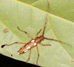 Eburodacrys sexmaculata