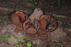 Prosopanche americana