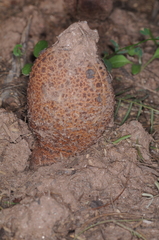 Prosopanche americana