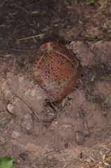 Prosopanche americana