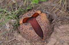 Prosopanche americana