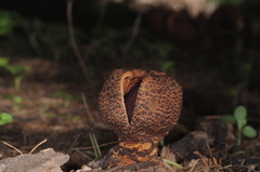 Prosopanche americana