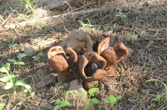 Prosopanche americana