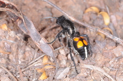 Traumatomutilla alhuampa