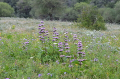 Phlomoides pratensis