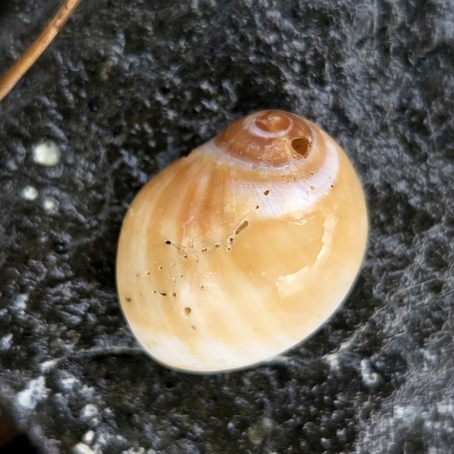 Polinices hepaticus observed 2026-02-17
