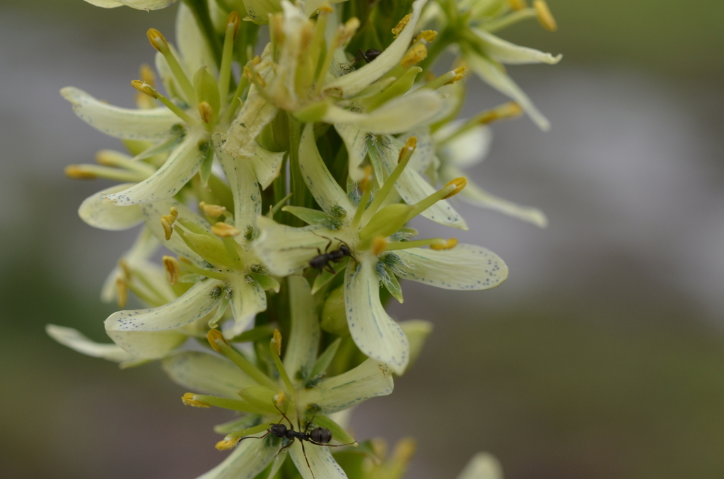 Swertia connata