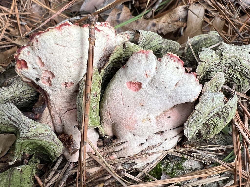 Phlebia incarnata · March 2026 · photo: © annegp (iNaturalist, cc0)