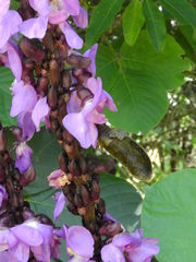 Macropsychanthus violaceus