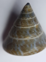 Calliostoma laugieri