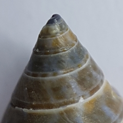 Calliostoma laugieri