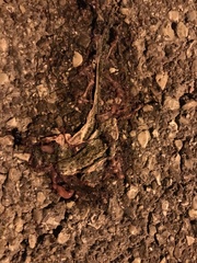 Bufotes viridis balearicus