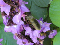 Macropsychanthus violaceus