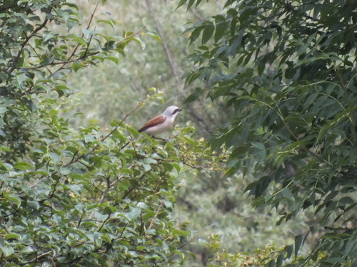 Red-backed Shrike
