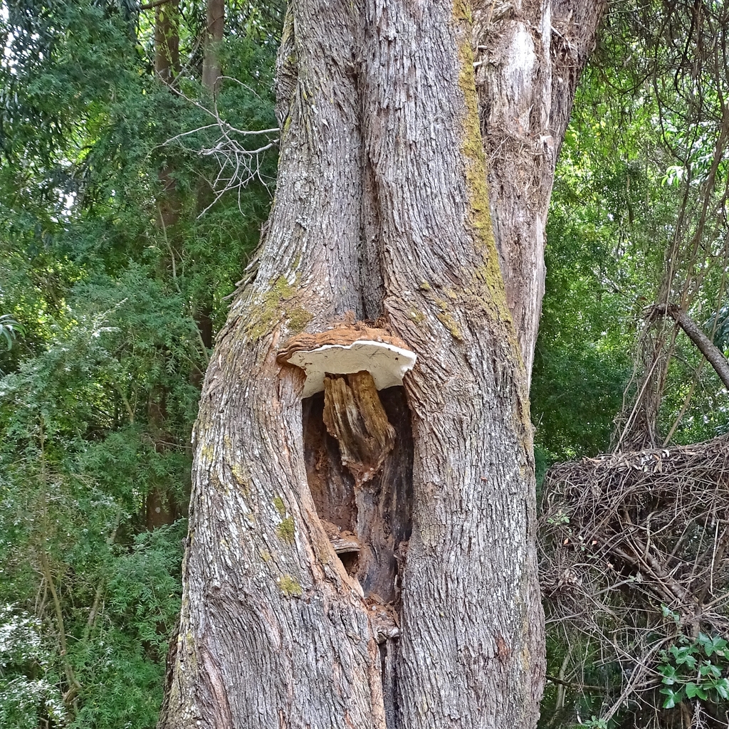 Ganoderma australe · February 2020 · photo: © cristianriquelme (iNaturalist, cc-by)