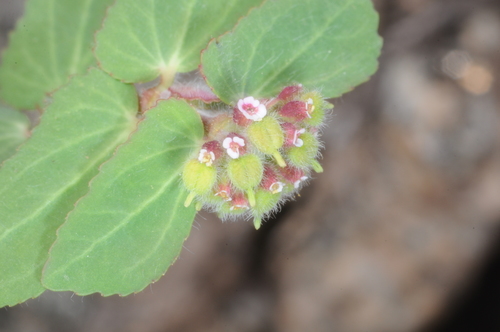 Image of Euphorbia berteroana by (c) aacocucci, some rights reserved (CC BY)