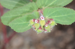 Euphorbia berteroana