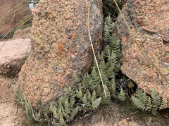 Myriopteris lindheimeri