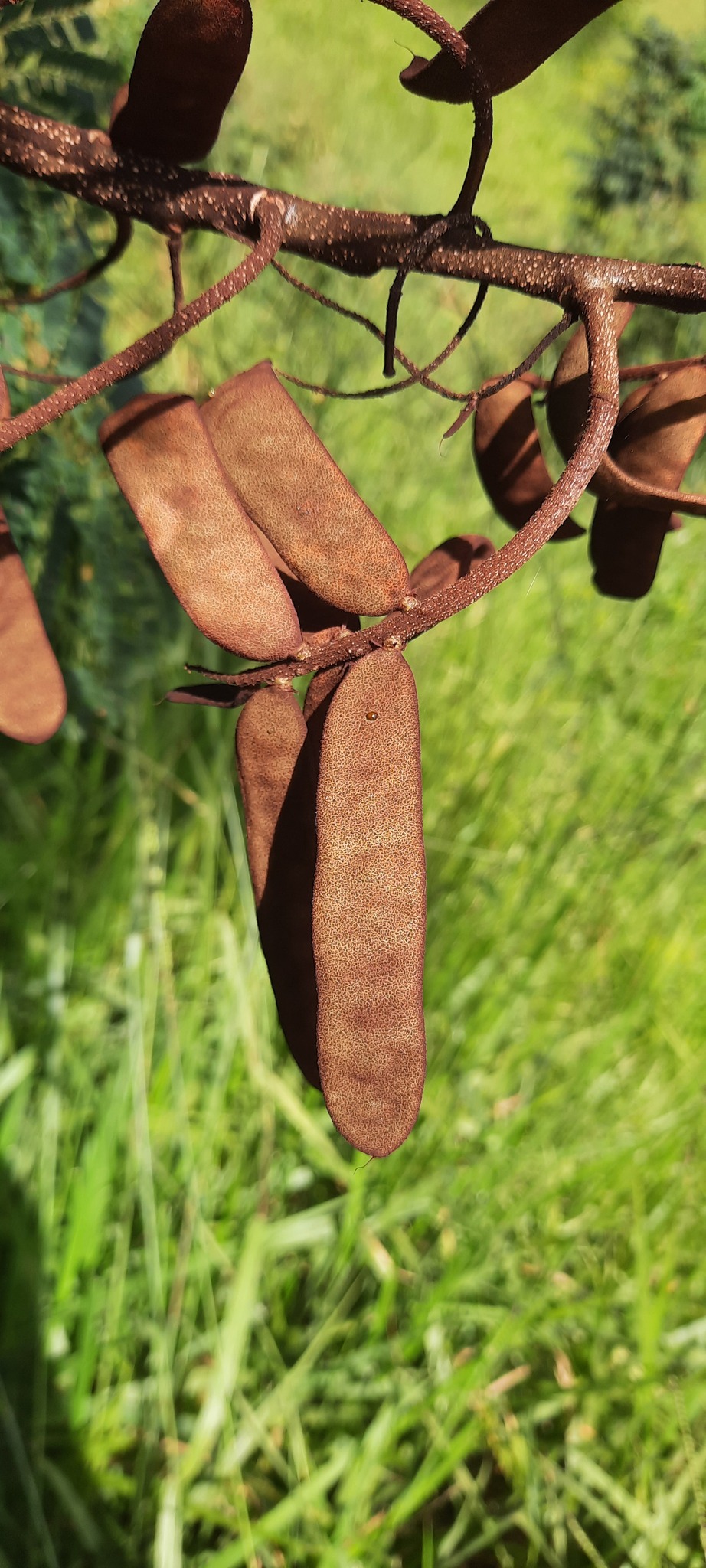 Stryphnodendron polyphyllum