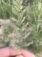 Enneapogon cenchroides