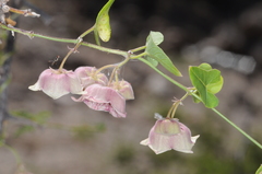Philibertia gilliesii