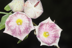Philibertia gilliesii