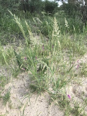 Enneapogon cenchroides