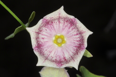 Philibertia gilliesii