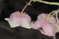 Philibertia gilliesii