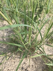 Enneapogon cenchroides