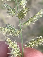 Enneapogon cenchroides