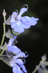 Salvia cuspidata