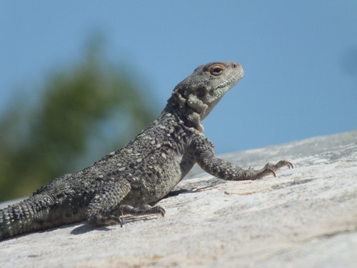 Caucasian Agama